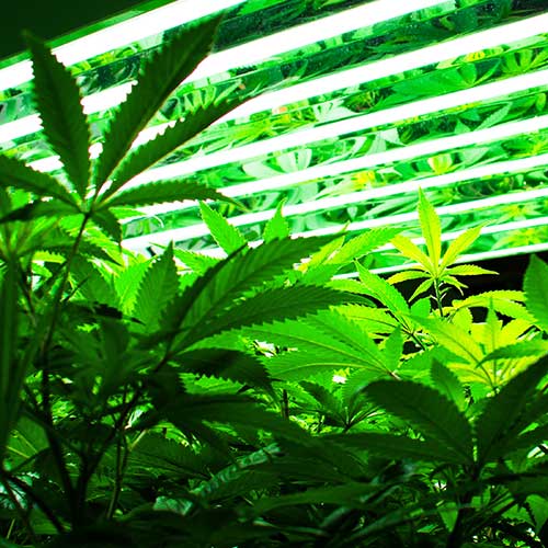 How to Grow Organic Cannabis