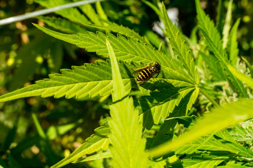 Can Cannabis Help Restore The Bee Population