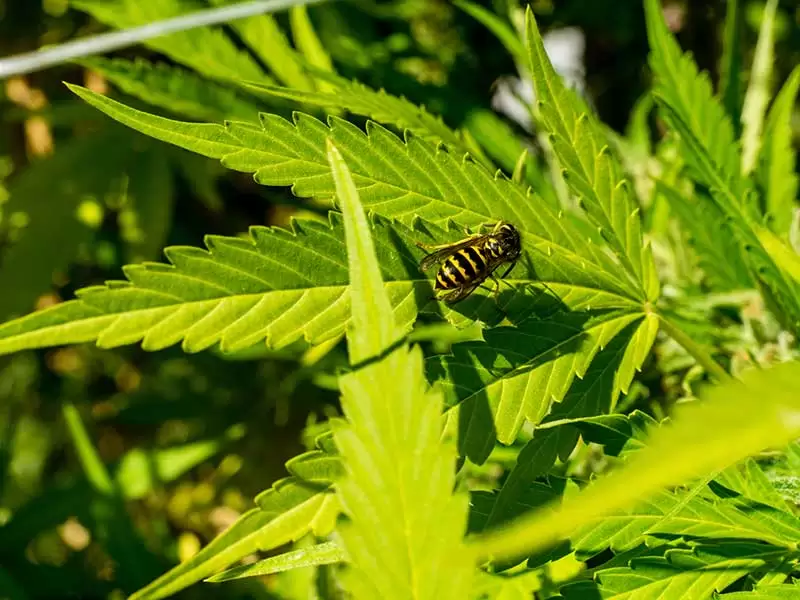 CAN BUYING CANNABIS ONLINE HELP RESTORE THE BEE POPULATION?